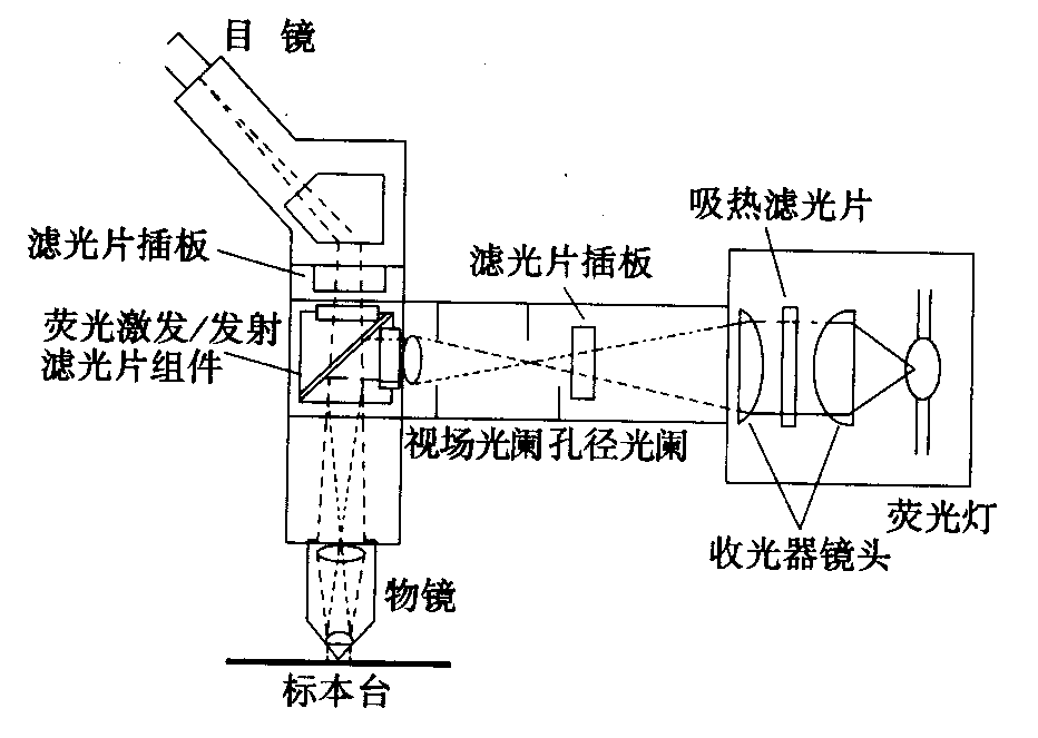 熒光顯微鏡原理圖，激發(fā)濾板和壓制濾色系統(tǒng)