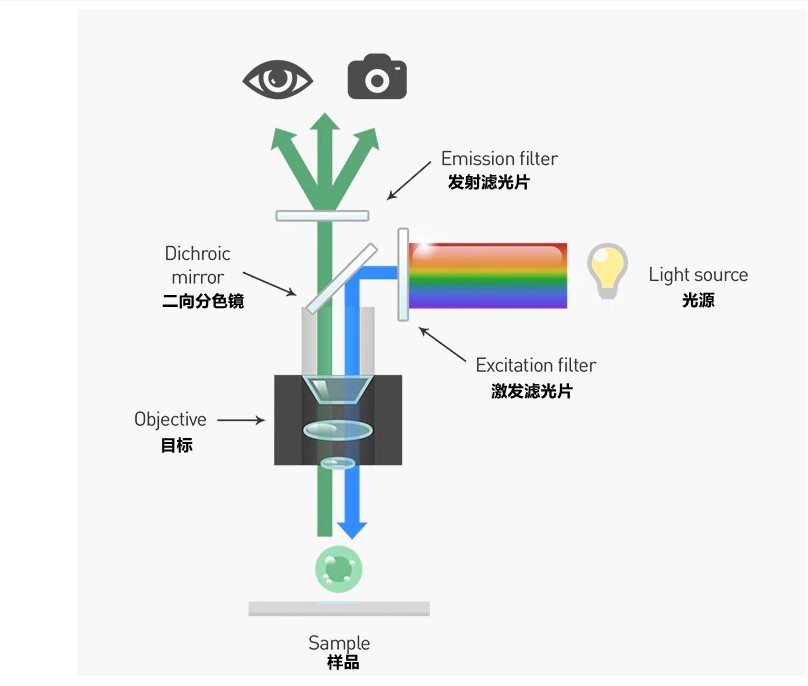 熒光顯微鏡光學系統(tǒng)工作原理